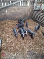 5 BLACK CROSS PIETRAIN WEANERS - BIDS PER LIFE - 2