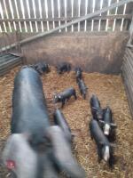 5 BLACK CROSS PIETRAIN WEANERS - BIDS PER LIFE - 3
