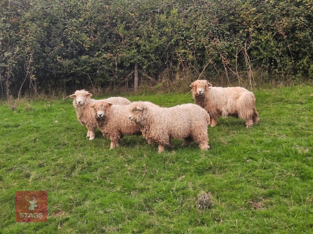 4 DEVON & CORNWALL LONGWOOL EWE LAMBS - BIDS PER LIFE