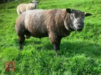 BLUE TEXEL 2T RAM