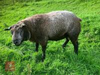 BLUE TEXEL 2T RAM - 2