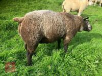 BLUE TEXEL 2T RAM - 3