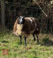 PEDIGREE DUTCH SPOTTED EWE LAMB