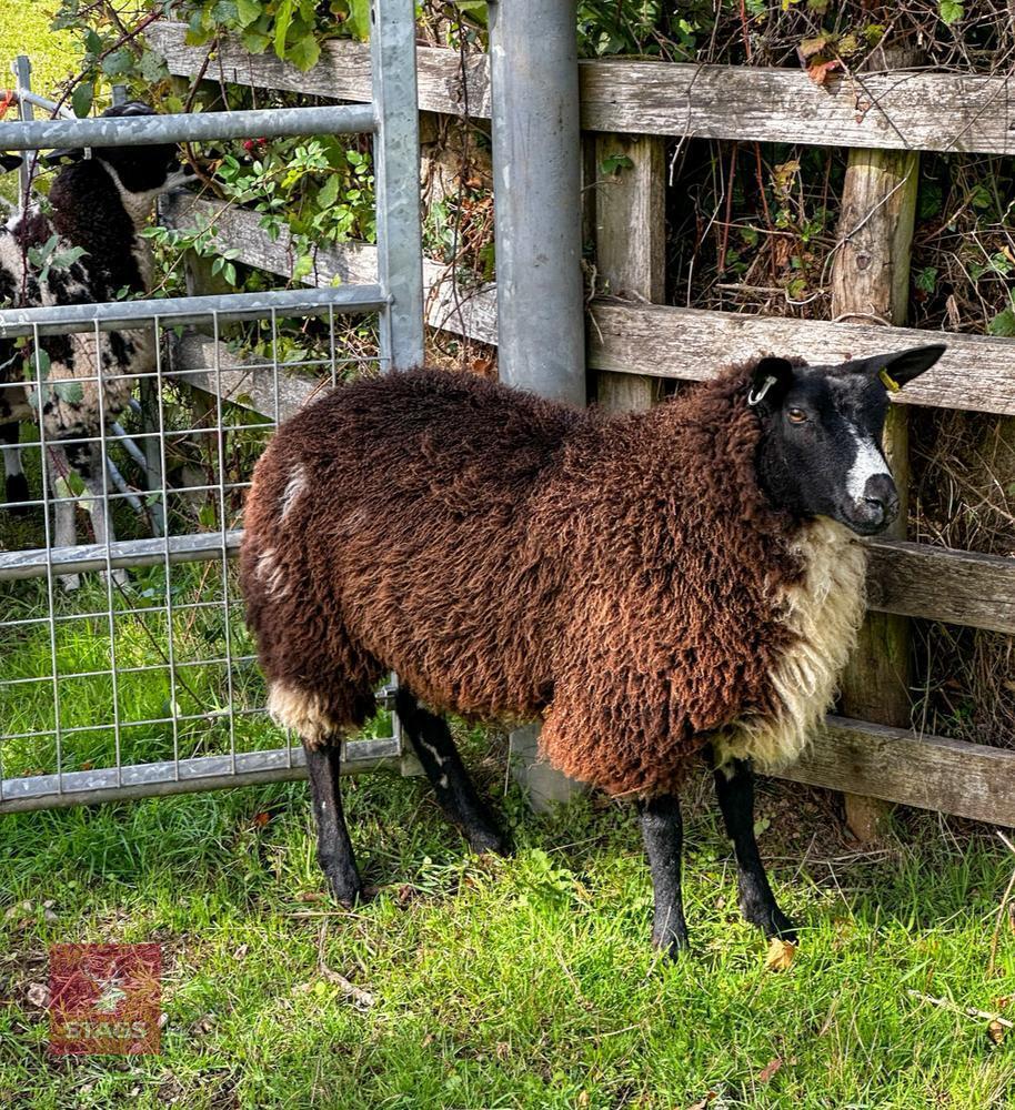 PEDIGREE DUTCH SPOTTED EWE LAMB