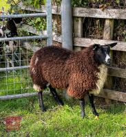 PEDIGREE DUTCH SPOTTED EWE LAMB