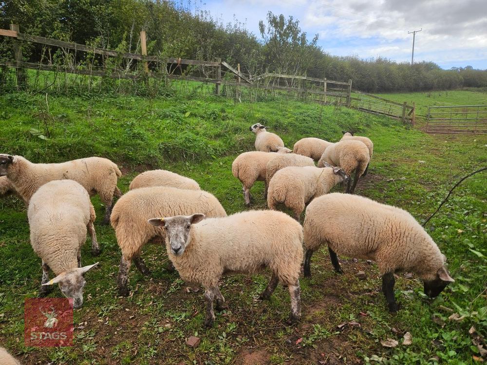 16 MIXED GROUP OF BOTTLE FED STORE LAMBS - BIDS PER LIFE