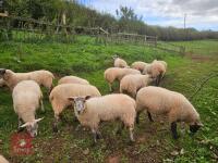 16 MIXED GROUP OF BOTTLE FED STORE LAMBS - BIDS PER LIFE