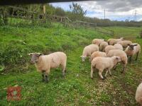 16 MIXED GROUP OF BOTTLE FED STORE LAMBS - BIDS PER LIFE - 2