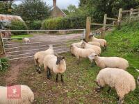 16 MIXED GROUP OF BOTTLE FED STORE LAMBS - BIDS PER LIFE - 3