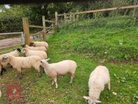 16 MIXED GROUP OF BOTTLE FED STORE LAMBS - BIDS PER LIFE - 4