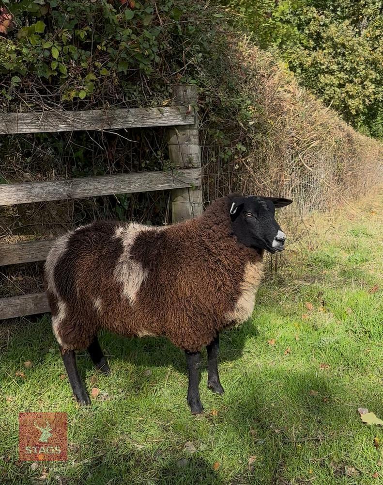 PEDIGREE DUTCH SPOTTED EWE LAMB