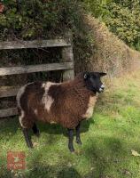 PEDIGREE DUTCH SPOTTED EWE LAMB