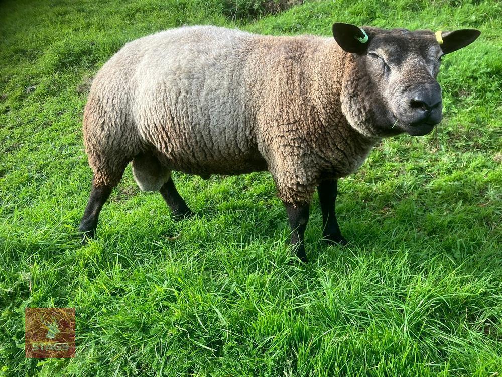 BLUE TEXEL 2T RAM
