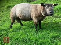 BLUE TEXEL 2T RAM