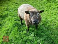 BLUE TEXEL 2T RAM - 3