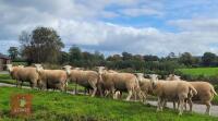 12 EXLANA & EXLANA X TEXEL EWE LAMBS - BIDS PER LIFE