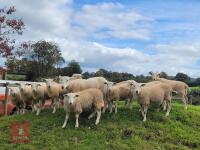 12 EXLANA & EXLANA X TEXEL EWE LAMBS - BIDS PER LIFE - 2