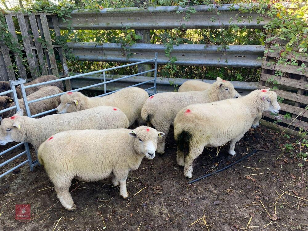 6 FLOCK AGE WHITE FACE RYELAND X EWES - BIDS PER LIFE