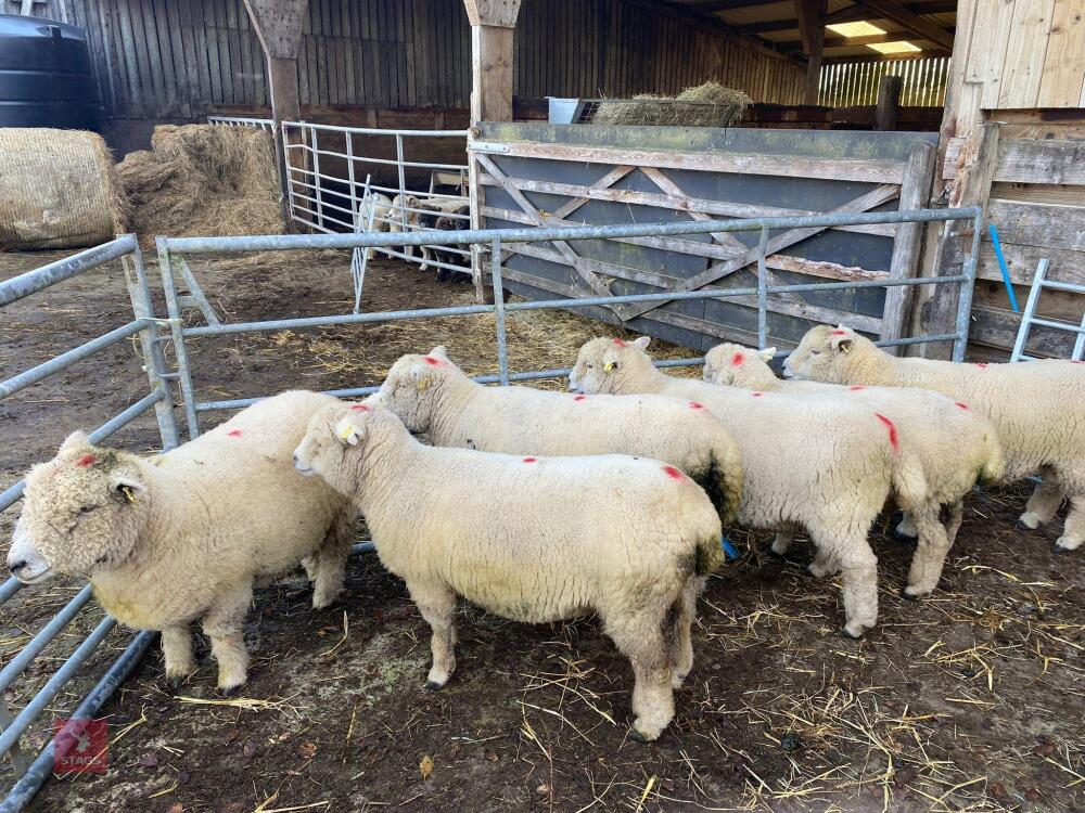 6 FLOCK AGE WHITE FACE RYELAND X EWES - BIDS PER LIFE