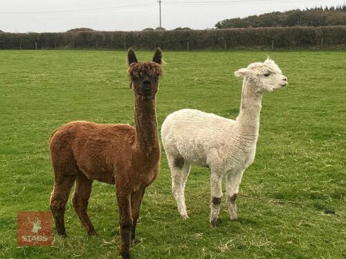 2 MALE ALPACAS - BIDS PER LIFE