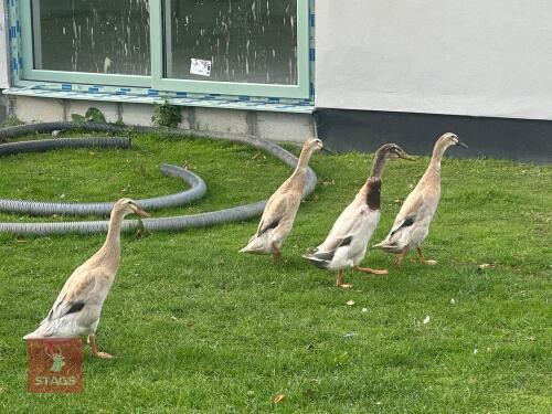 QUARTET OF SAXONY INDIAN RUNNER DUCKS - BIDS PER LIFE