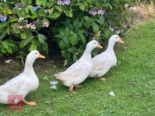 5 WHITE CAMBELL DUCKS - BIDS PER LIFE