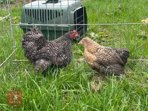 PAIR OF CUCKOO PEKINS - BIDS PER LIFE