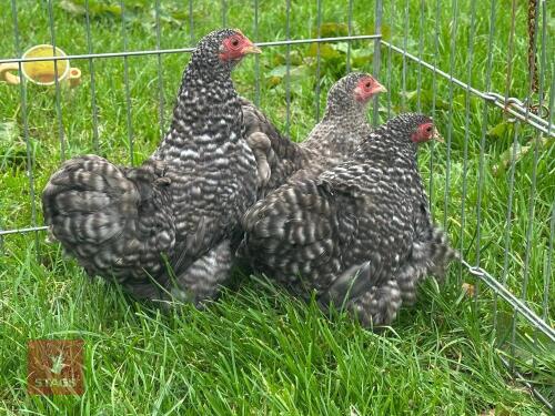 3 CUCKOO PEKIN PULLETS - BIDS PER LIFE