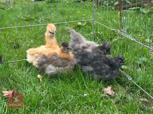 9 UNSEXED SILKIES - BIDS PER LIFE