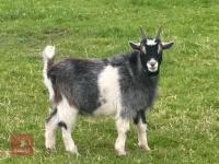 1YO PYGMY BILLY GOAT