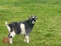 1YO PYGMY BILLY GOAT - 2