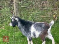 1YO PYGMY BILLY GOAT - 3