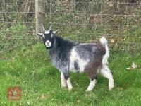 1YO PYGMY BILLY GOAT - 4