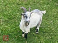 1YO PYGMY BILLY GOAT