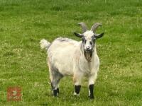 1YO PYGMY BILLY GOAT - 2