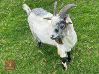1YO PYGMY BILLY GOAT - 3