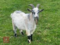 1YO PYGMY BILLY GOAT - 4