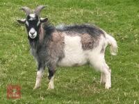 1YO PYGMY BILLY GOAT