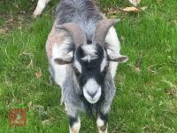 1YO PYGMY BILLY GOAT - 2