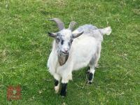 1YO PYGMY BILLY GOAT - 3