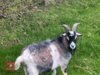 1YO PYGMY BILLY GOAT - 4