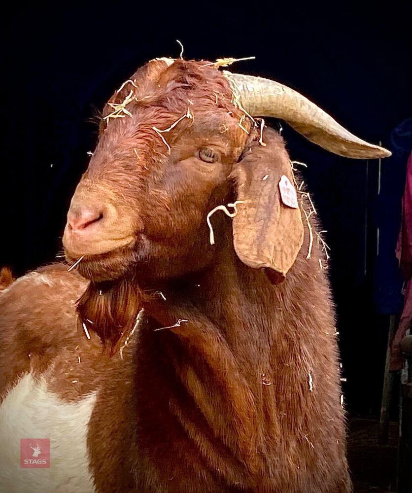 PEDIGREE RED BOER BUCKLING