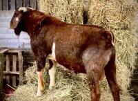PEDIGREE RED BOER BUCKLING - 2