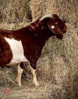 PEDIGREE RED BOER BUCKLING - 3