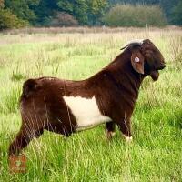 PEDIGREE RED BOER BUCKLING - 4