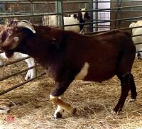 PEDIGREE RED BOER BUCKLING - 5