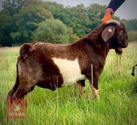 PEDIGREE RED BOER BUCKLING - 6