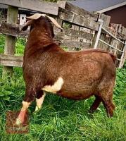 PEDIGREE RED BOER BUCKLING - 7