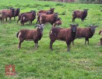 10 PUREBRED SOAY EWES - BIDS PER LIFE