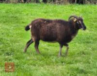 10 PUREBRED SOAY EWES - BIDS PER LIFE - 2